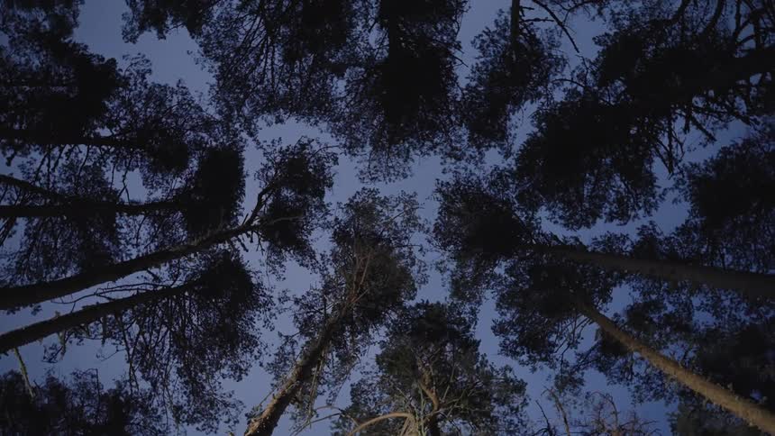 Looking up through a dense canopy of dark tree branches silhouetted against a twilight sky