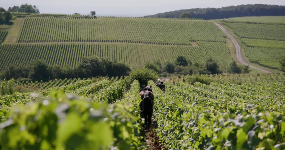 Two adults walk behind brown horses while they plow weeds in a vineyard