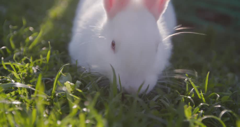 A fluffy white rabbit with pink ears is seen from a low angle grazing in green grass under bright sunlight
