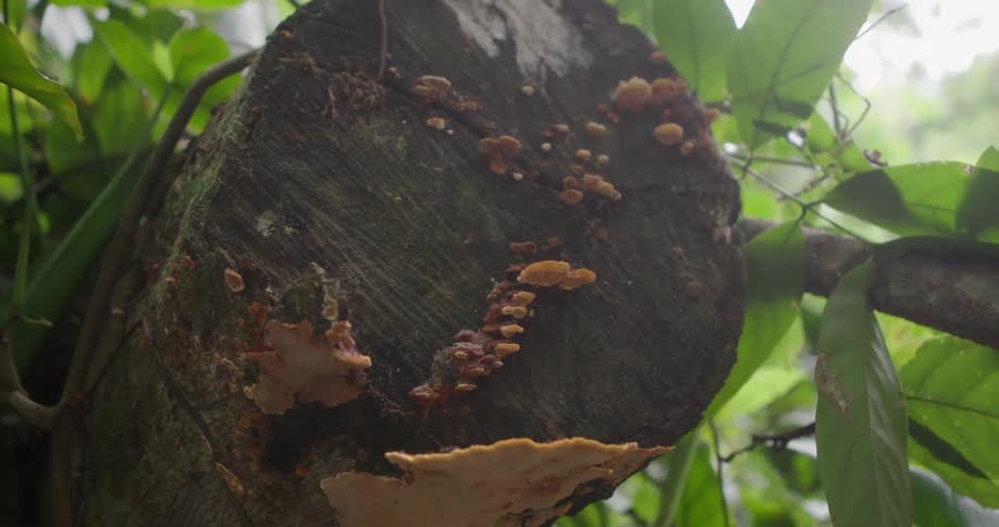 Fungus is on the tree stump