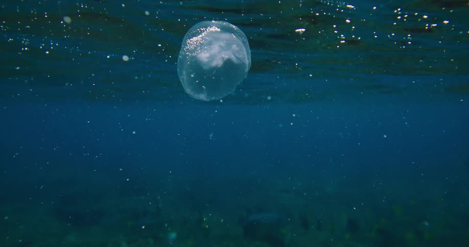 A translucent moon jellyfish drifts near the surface of the deep blue water with bubbles scattered around it and a glimpse of the seabed below