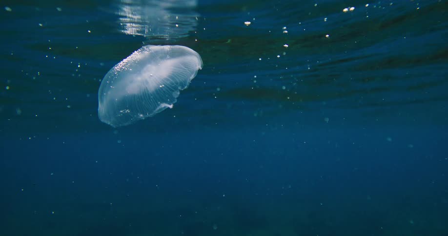 Jellyfish floating in the ocean
