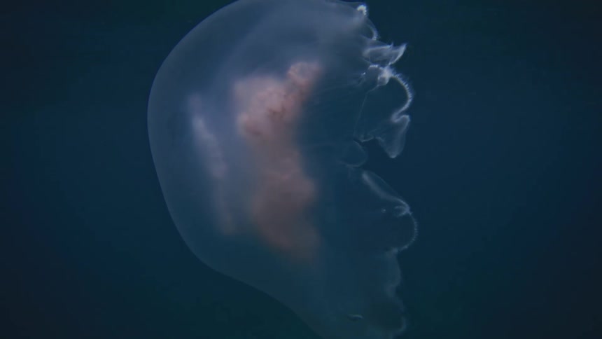 A translucent jellyfish with a pale orange bell drifts gently in the deep blue water