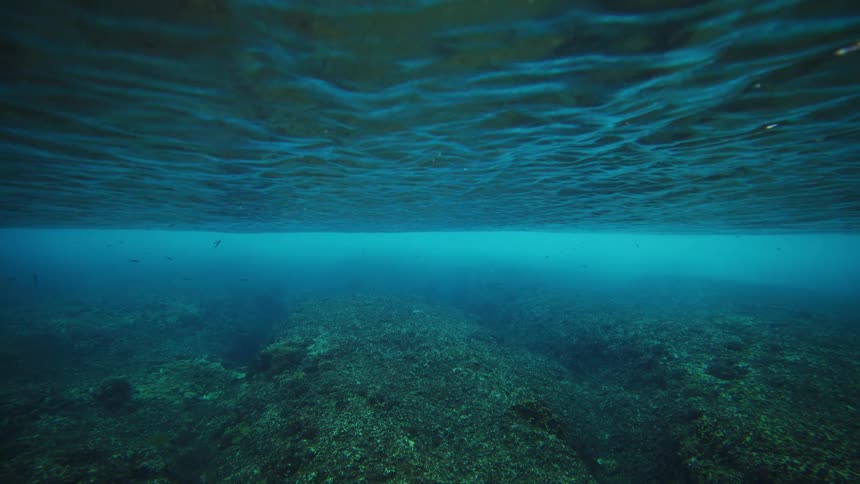 An underwater view shows a shallow rocky seabed covered with algae with the surface of the water visible above creating ripples and patterns of light