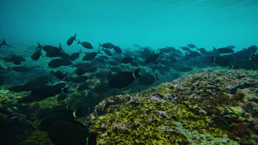 Fish swimming near corals