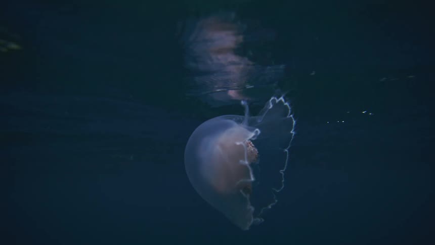 A moon jellyfish drifts in the deep blue water near the surface where ripples and light reflections are visible