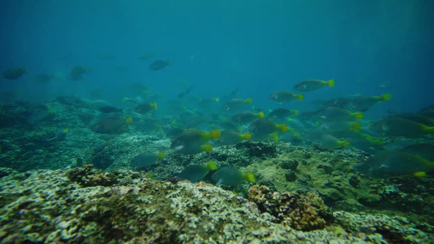 Group of fish swimming in the ocean near corals