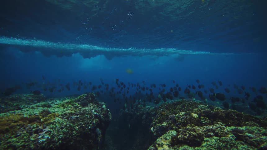 An underwater scene shows a turbulent surface with breaking waves above a clear blue expanse revealing a rocky seabed covered with coral and a school of dark fish swimming in the distance