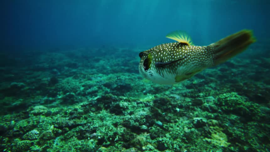 A whitespotted pufferfish with yellow fins swims calmly through clear blue sunlit water just above a rocky coral reef environment