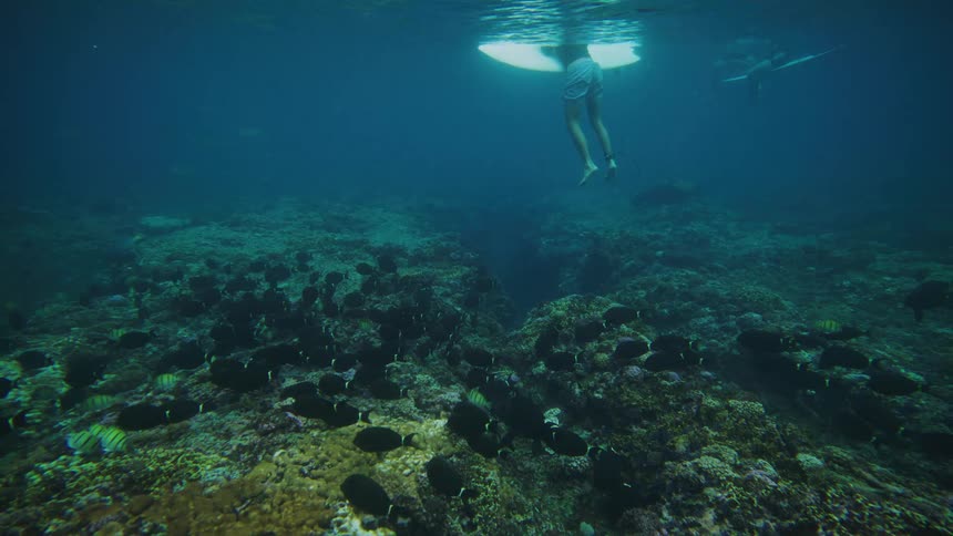 Underwater view of fish above corals and a person leaning on a surfboard in the background
