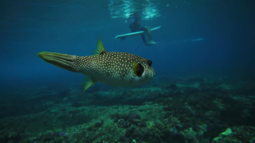 Isolated fish swimming and in the background the legs of a person sitting on a surfboard