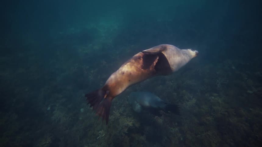 Seals are swimming together near the ocean floor