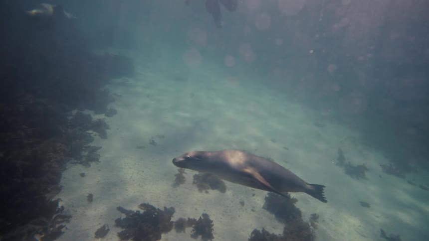 Monk seal swimming near the ocean floor