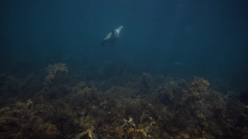 Sea lion swimming near corals in the depths of the ocean