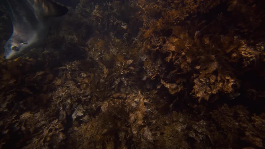Sea lion swims underwater near a reef
