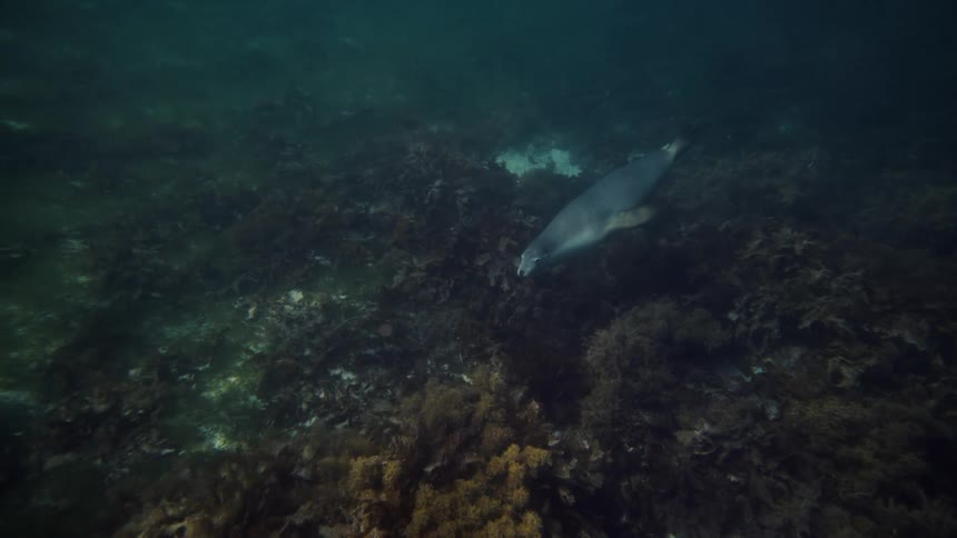 The seal dives down to the sea floor
