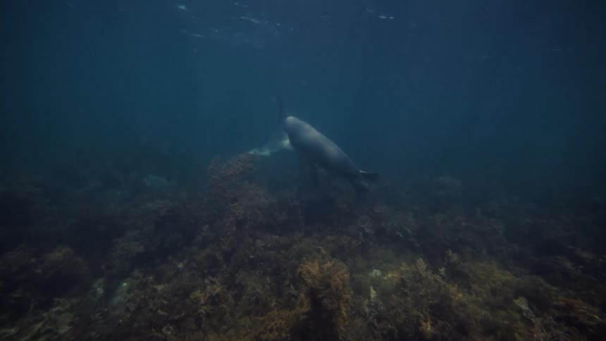 Two seals swim gracefully underwater above a dark seaweedcovered ocean floor