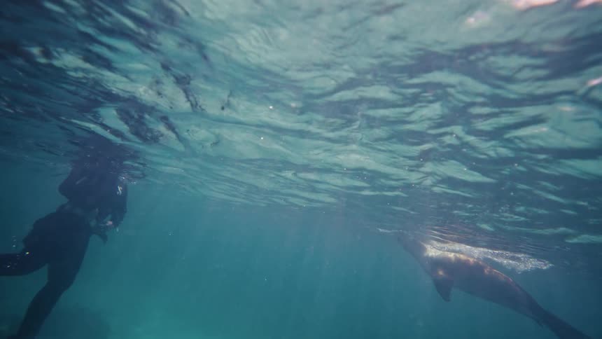 Sea lion swimming near a person in the ocean