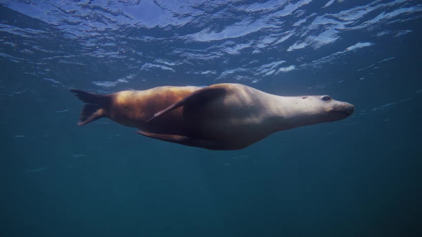 An australian sea lion swims downwards in clear blue water its light underside facing the camera with the surface visible above and a glimpse of the seabed below