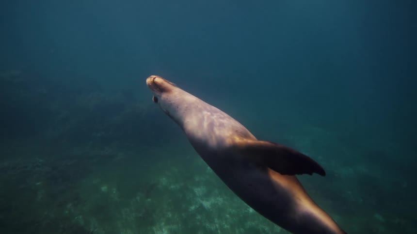 A sea lion swims towards the camera in clear greenish blue water above a sandy seabed with patches of seaweed