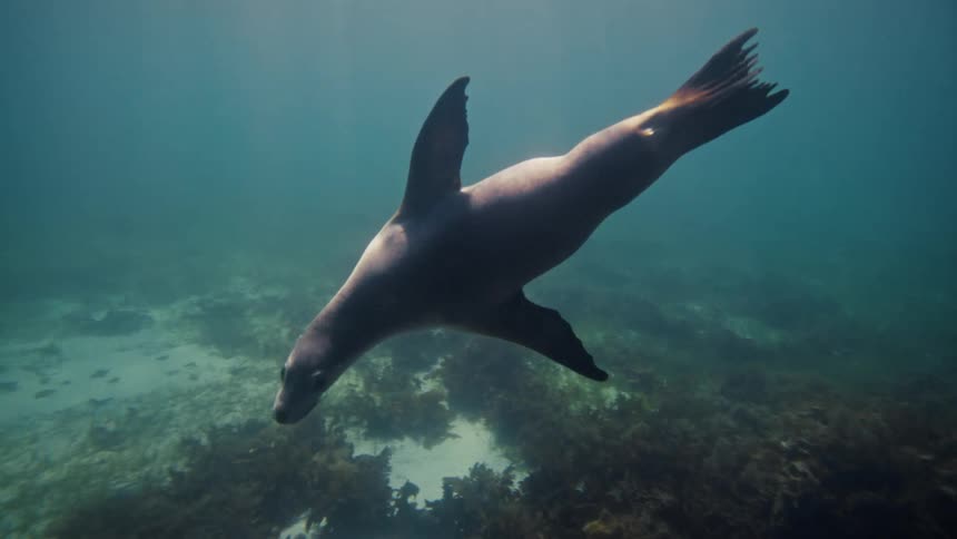 A sea lion gracefully swims and dives through the water above a seaweedcovered ocean floor occasionally lit by sun rays