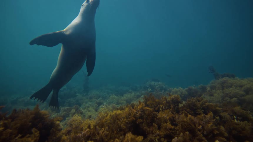 Underwater view of the ocean with corals and a sea lion swimming