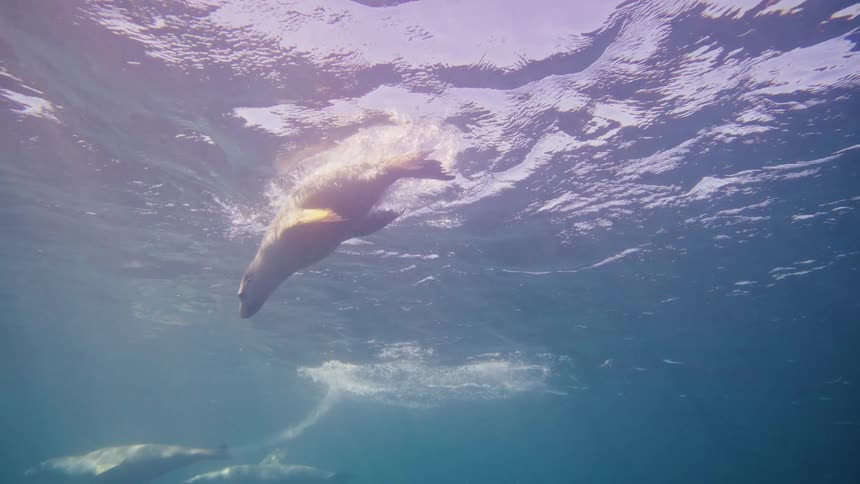 Sea lions swim gracefully beneath the oceans blue surface with sunlight filtering through the water