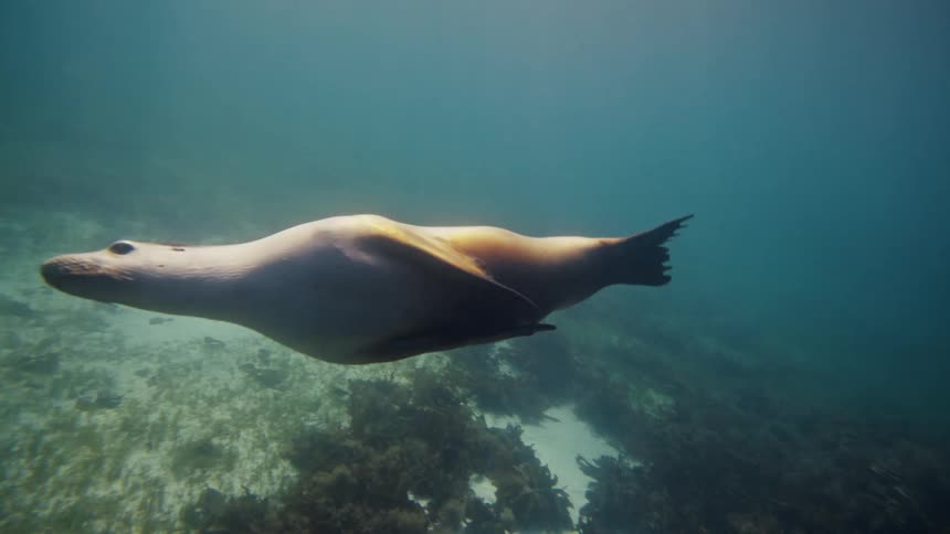 A sea lion swims diagonally downwards in the clear greenish blue water