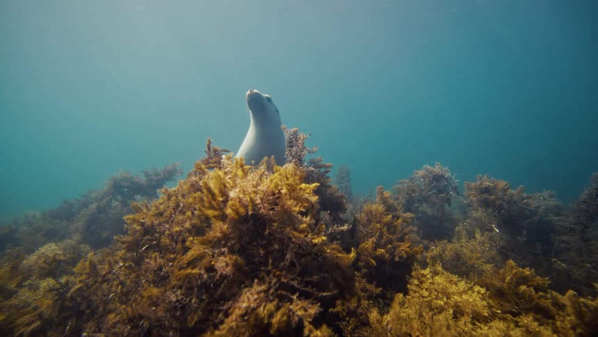 An australian sea lion emerges from a dense bed of brown and green seaweed on the ocean floor looking towards the surface in the clear blue water
