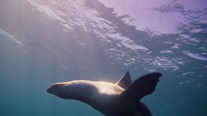 A sea lion gracefully swims upwards from the dark ocean floor ascending towards the bright shimmering surface sunlight