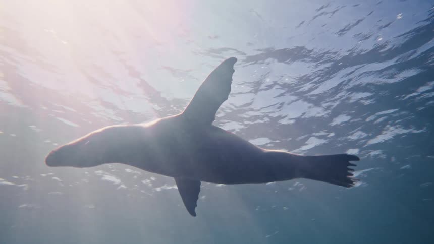 Sea lion swimming in the depths of the ocean