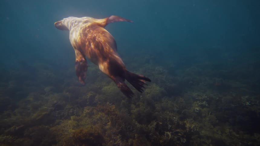 The seal swims down towards the ocean floor