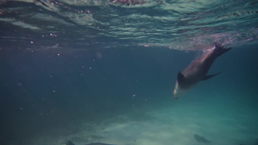 Sea lions submerged in the ocean