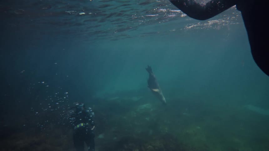 Divers swimming near a sea lion