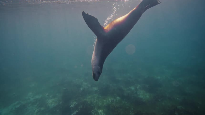 A sea lion dives downwards through clear greenish blue water with bubbles trailing behind it and a rocky seabed below