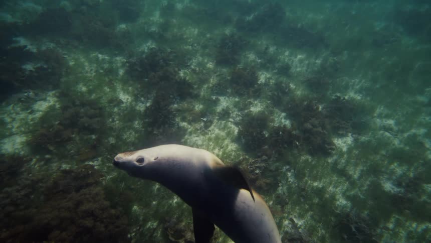 Sea lion swims horizontally just above a dark rocky seabed covered with seaweed in the clear blue waters