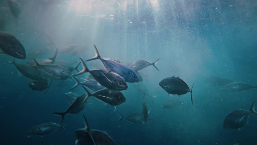 An underwater view of a school of fish swimming in clear turquoise water where sunlight filters down from the surface creating bright beams and shadows