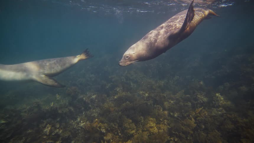Underwater view of sea lions in dama