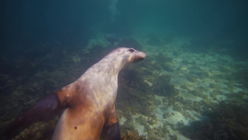 The sea lion slowly swims underwater