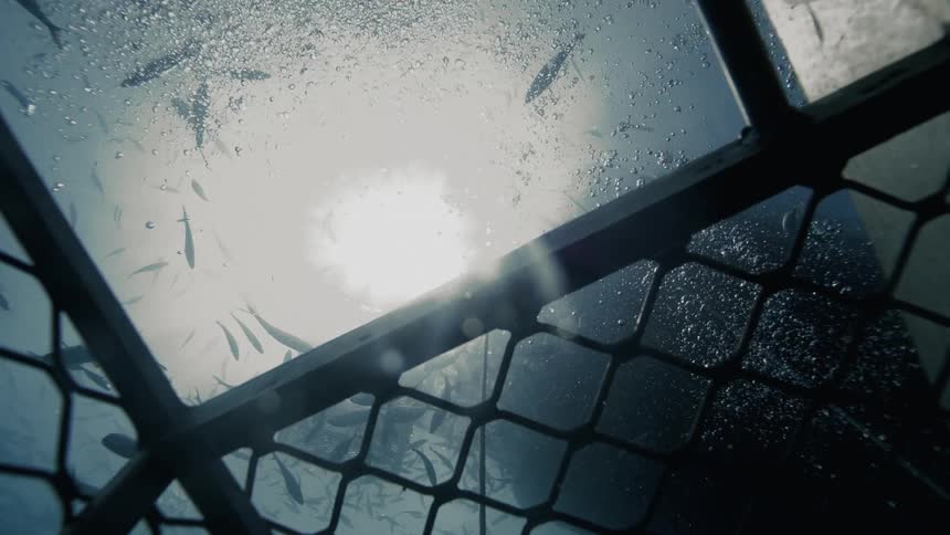 Fish swim through the bubbles illuminated by the sunlight shining down through the water onto a chain link barrier