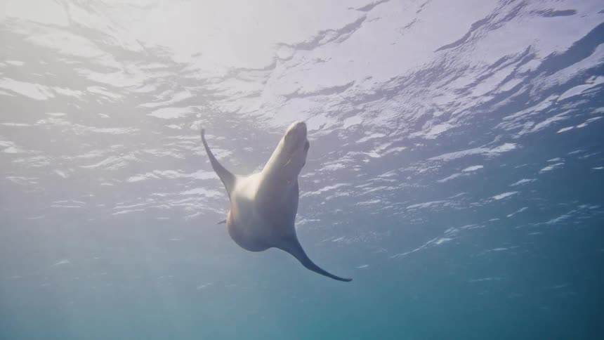 The seal dives and swims underwater