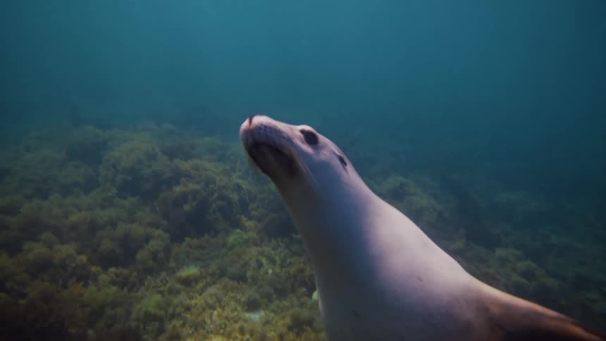 A sea lion with a light underside and darker back swims diagonally downwards in clear greenishblue water above a dark rocky seabed