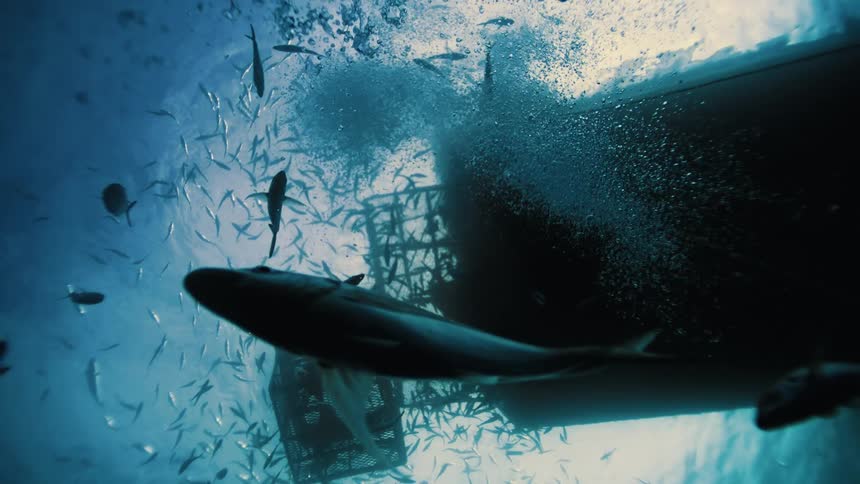 Thousands of fish on the surface of the ocean below a ship
