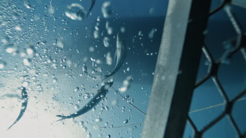 Fish swim underwater in the ocean next to a chainlink cage