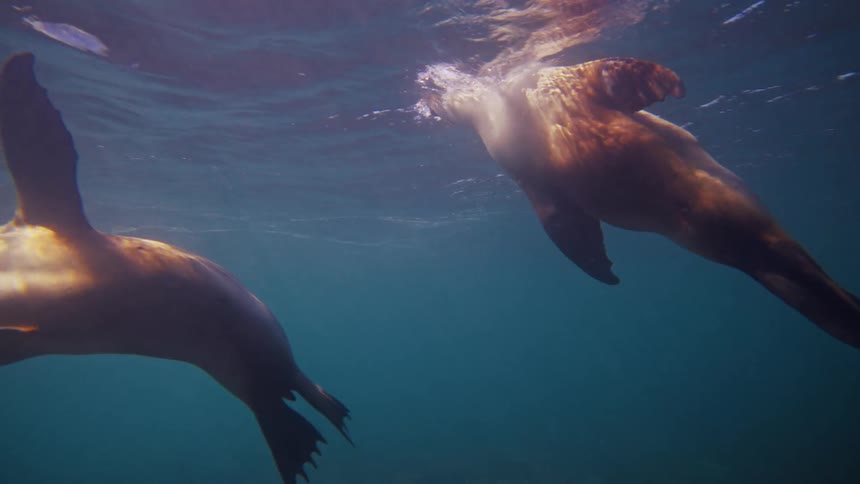 Two sea lions swim gracefully upwards in the deep blue water above a rocky seaweed covered seabed