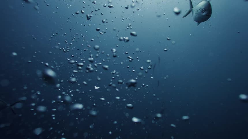 An underwater view of numerous bubbles rising in the deep blue water with a few fish visible in the distance