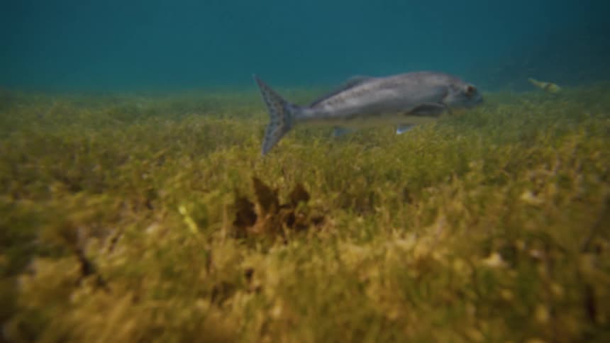 A silver fish swims in the ocean right above the grass covered ocean floor