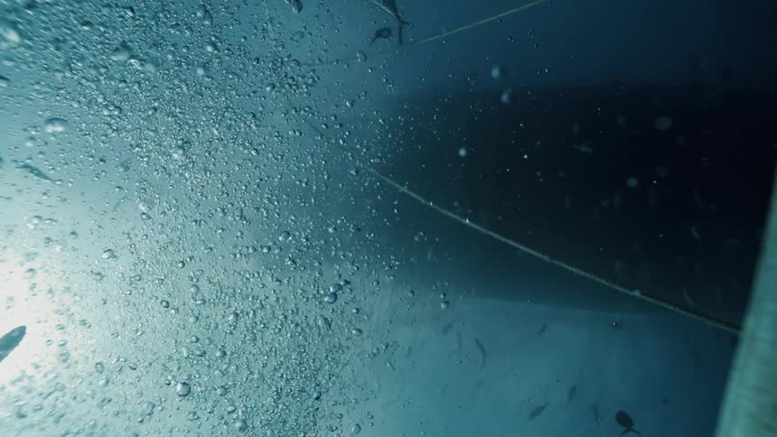 Underwater view in the ocean with air bubbles and fish