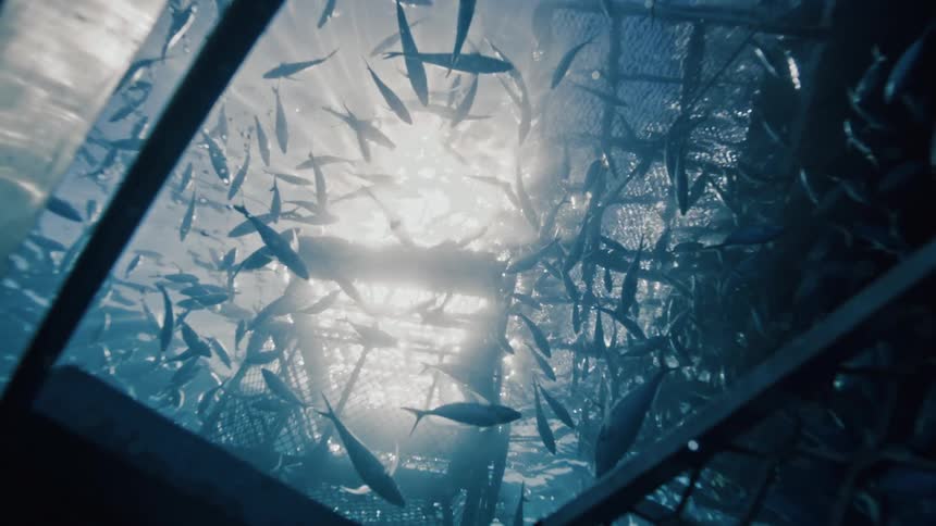 A large school of tuna swim around the cages