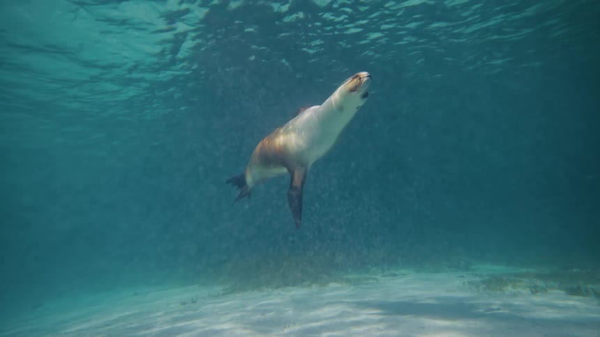 A seal is swimming close to the ocean floor